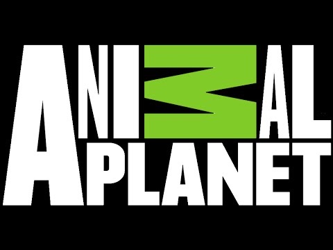 animal planet